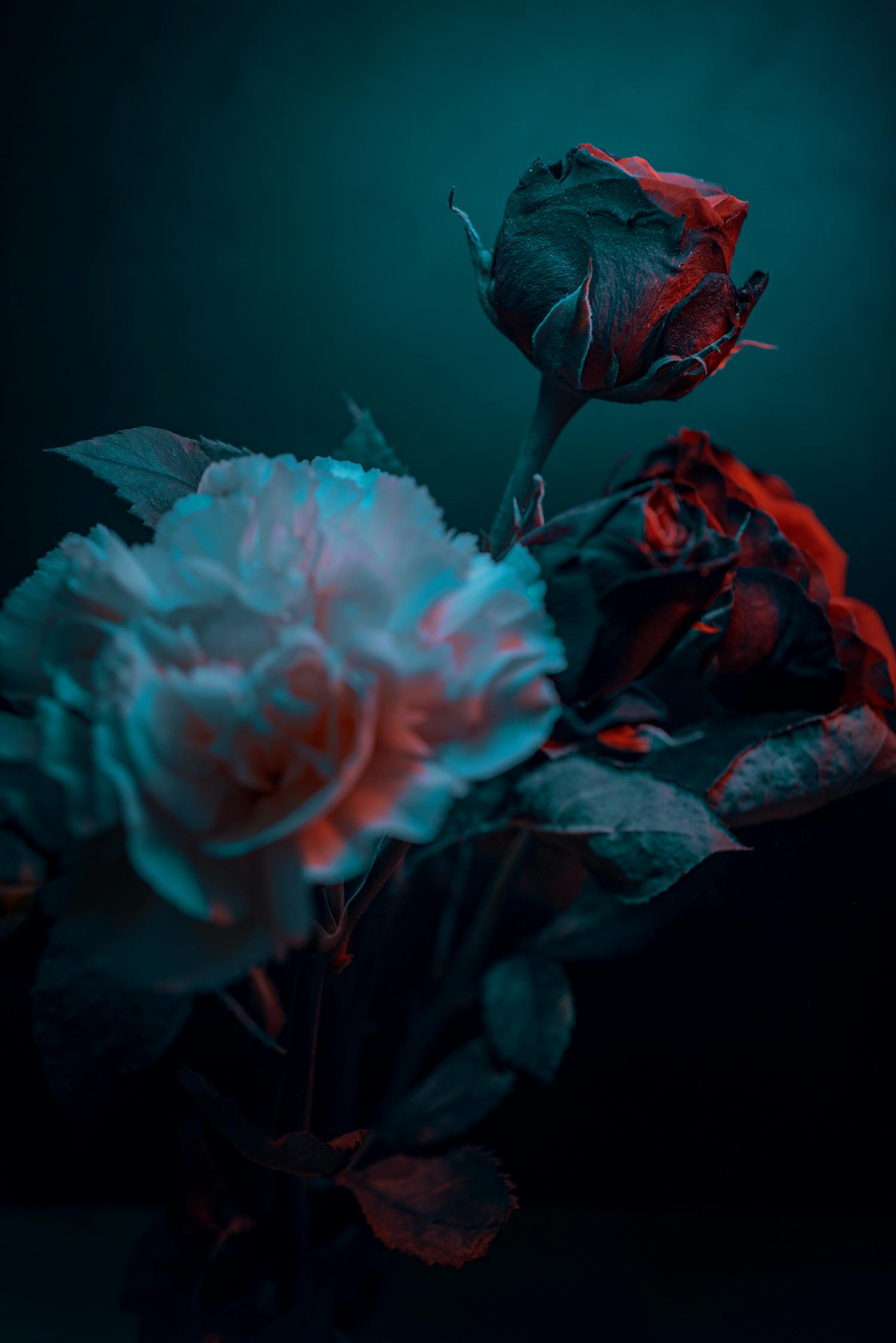 2b4e0750fd51a398ac683547c3cb1b67 roses 1 Roser